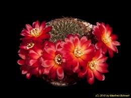 Sulcorebutia vasqueziana ssp. losenickyana WR477 2174